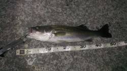 岸和田 バチ抜けシーバス50cm&…