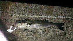 岸和田 バチ抜けシーバス50cm&58cm