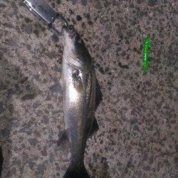 岸和田のバチ抜けシーバス〜シンペンやFミノーでシーバス&チヌの釣果