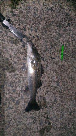 岸和田のバチ抜けシーバス〜シンペンやFミノーでシーバス&チヌの釣果