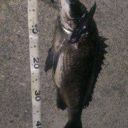 岸和田のバチ抜けシーバス〜シンペンやFミノーでシーバス&チヌの釣果