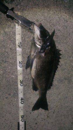 岸和田のバチ抜けシーバス〜シンペンやFミノーでシーバス&チヌの釣果