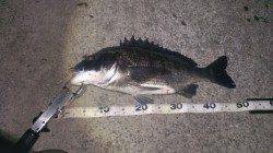 岸和田周辺シンキングペンシルでチヌ49cmキャッチ