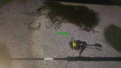 岸和田周辺シンキングペンシルでチヌ49cmキャッチ