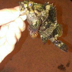 【6日夜】爆風の北公園でタケノコメバル