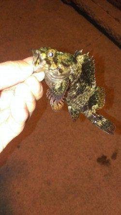 【6日夜】爆風の北公園でタケノコメバル