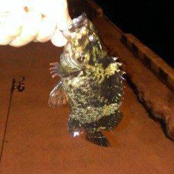 【6日夜】爆風の北公園でタケノコメバル