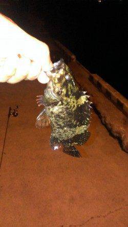 【6日夜】爆風の北公園でタケノコメバル