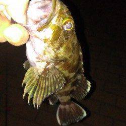 チヌポイント開拓は撃沈・・・いい型のガシラが慰めてくれました