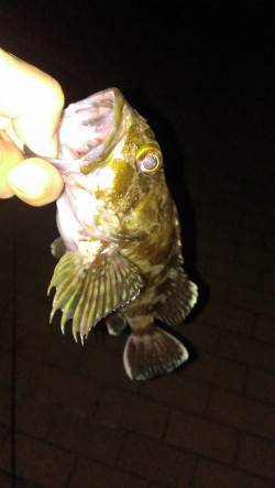 チヌポイント開拓は撃沈・・・いい型のガシラ…