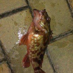 チヌポイント開拓は撃沈・・・いい型のガシラが慰めてくれました