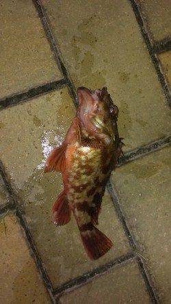 チヌポイント開拓は撃沈・・・いい型のガシラが慰めてくれました