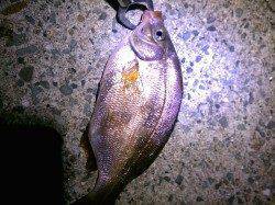 明石港にてウミタナゴ〜小物で遊ぼうと港内で探り釣り