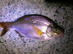 明石港にてウミタナゴ〜小物で遊ぼうと港内で探り釣り