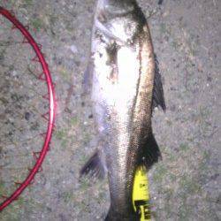 舞洲　アタリが少ない中でのシーバス60cm