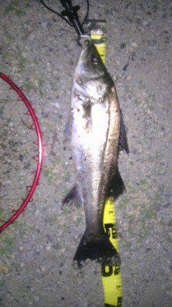 舞洲　アタリが少ない中でのシーバス60cm