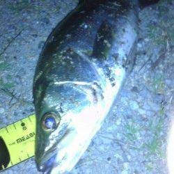 舞洲　アタリが少ない中でのシーバス60cm