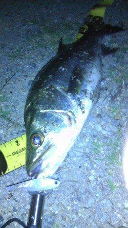 舞洲　アタリが少ない中でのシーバス60cm