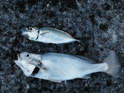 播磨新島の赤灯台付近内側にてキス狙い