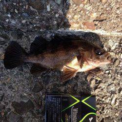 メバルは落とした瞬間、ガシラは置き竿でHIT〜泉佐野にて穴釣り