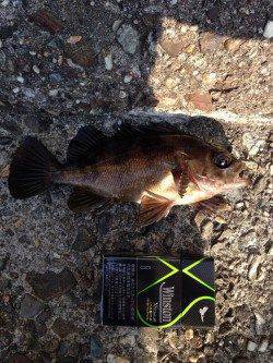 メバルは落とした瞬間、ガシラは置き竿でHIT〜泉佐野にて穴釣り