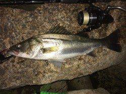 雨でいい雰囲気の円山川〜最後のキャストでシーバスHIT!