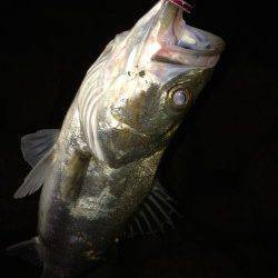 雨でいい雰囲気の円山川〜最後のキャストでシーバスHIT!