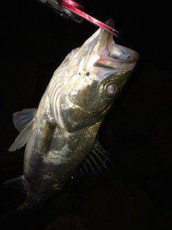 雨でいい雰囲気の円山川〜最後のキャストでシーバスHIT!