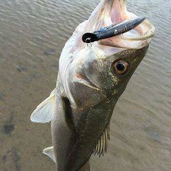 円山川ウェーディングでシーバスゲーム