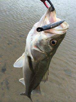 円山川ウェーディングでシーバスゲーム