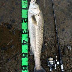 円山川ウェーディングでシーバスゲーム