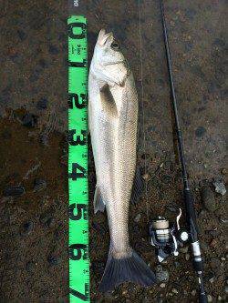 円山川ウェーディングでシーバスゲーム