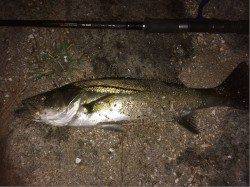 天橋立 シーバスゲームの釣果