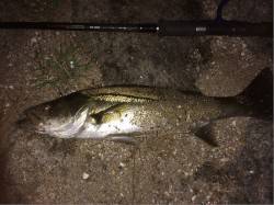 天橋立 シーバスゲームの釣果