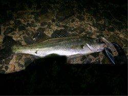 天橋立にてシーバス狙い ライトタックルで明暗を探ると釣れました