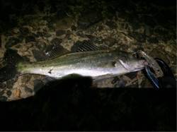 天橋立にてシーバス狙い ライトタックルで明…