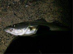 天橋立周辺アジング〜セイゴの猛攻の中ハネサイズのシーバスとアジの釣果