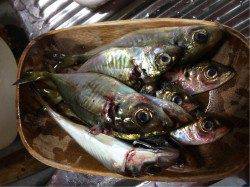 天橋立周辺アジング〜セイゴの猛攻の中ハネサイズのシーバスとアジの釣果