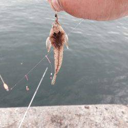 本荘人工島で投げ釣り　大遠投で時合が合ったようです