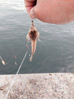 本荘人工島で投げ釣り　大遠投で時合が合ったようです