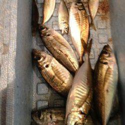 常夜灯の下で一晩中ポツポツ当たり〜プリッと太った良いアジでした♪