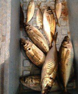 常夜灯の下で一晩中ポツポツ当たり〜プリッと太った良いアジでした♪