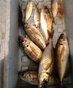 常夜灯の下で一晩中ポツポツ当たり〜プリッと…