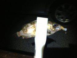 和歌山向きドラムにてメバリング〜アシストフック使用で乗りました