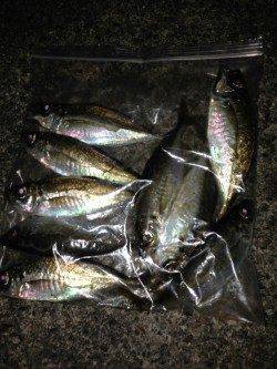 舞洲周辺アジング&メバリングでアジ・キビレ・ガシラ・メバル