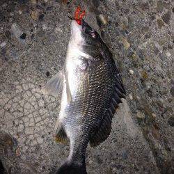 チビレ多い中37cmの満足サイズのキビレ〜チニング釣果