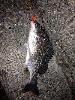 チビレ多い中37cmの満足サイズのキビレ〜チニング釣果