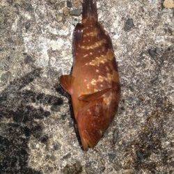 間人の城嶋にてお持ち帰りサイズのアコウゲット