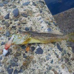 間人の城嶋にてお持ち帰りサイズのアコウゲット