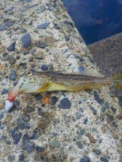 間人の城嶋にてお持ち帰りサイズのアコウゲット